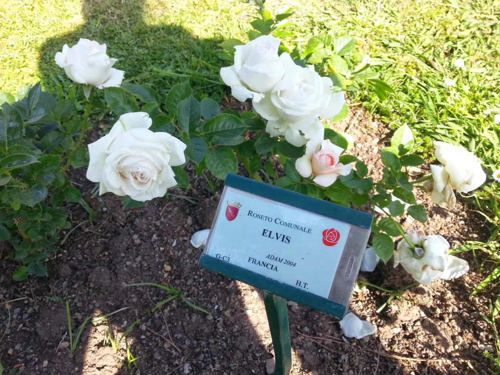 rome rose garden in spring