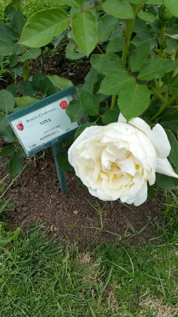 rome rose garden 