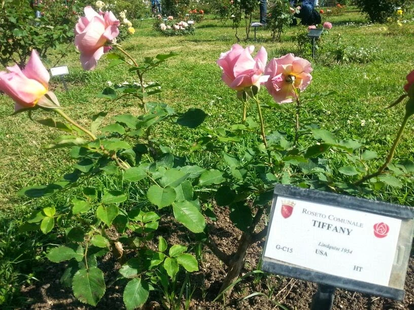 Rome rose garden Roseto Comunale Aventine Hill
